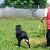 Elmo - sensibler Begleiter sucht Euch