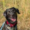 Harley sucht sein zu Hause