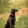 Harley sucht sein zu Hause