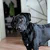 Harley sucht sein zu Hause