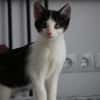 Missy sucht ihre neue Familie!