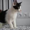 Missy sucht ihre neue Familie!