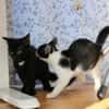 Missy sucht ihre neue Familie!
