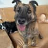 MARTI - liebevoller, sanfter Hundemann