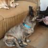 MARTI - liebevoller, sanfter Hundemann