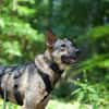 junge, smarte Frida sucht Zuhause