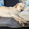 Nacho sucht ein neues Zuhause