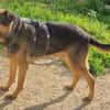 Traumhund Pluto sucht seine Familie