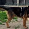 Traumhund Pluto sucht seine Familie