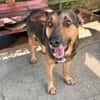 Traumhund Pluto sucht seine Familie