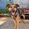 Traumhund Pluto sucht seine Familie