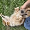 Toni sucht -Tonimenschen-  mit 1. Hund