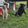 Toni sucht -Tonimenschen-  mit 1. Hund