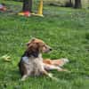 Toni sucht -Tonimenschen-  mit 1. Hund