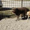Lobo, gutmütiger Hund sucht Zuhause
