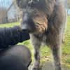 Lobo, gutmütiger Hund sucht Zuhause
