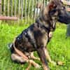 Schäfi-Mix Bonus sucht aktive Familie