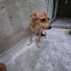 ALMA piccola dolce cagnolina da amare