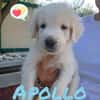 APOLLO nato ad GIUGNO 2025