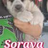 SORAYA nata GIUGNO 2025