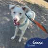 Goose