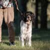 Liebenswerter Redano sucht Zuhause