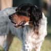 Liebenswerter Redano sucht Zuhause