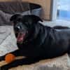 Chico sucht ein neues Zuhause!!!!