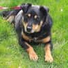 Schmusebacke Kalle sucht eine Familie