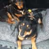 Schmusebacke Kalle sucht eine Familie