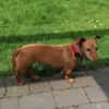 Miss Marple sucht Menschen mit Herz