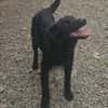 SAMMY - black is  beautyful