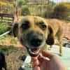 Herzenshund Maria sucht dich!