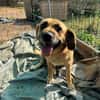 Herzenshund Maria sucht dich!