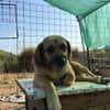 Herzenshund Maria sucht dich!