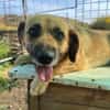 Herzenshund Maria sucht dich!