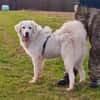 Liebe Tilda sucht ihre Familie mit Garte