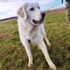 Liebe Tilda sucht ihre Familie mit Garte