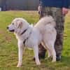 Liebe Tilda sucht ihre Familie mit Garte