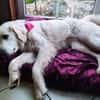 Liebe Tilda sucht ihre Familie mit Garte