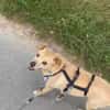 Kodi - ein ganz besonderer Hund