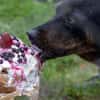 Otto - kleiner/großer Top Dog