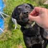 Otto - kleiner/großer Top Dog