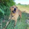 DARYL, lustig und verspielt