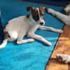 Charly - wartet in 63225 Langen (Hessen)