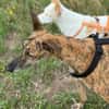 Sebastiana sucht ihre Kuschelmenschen