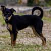 Ginebra - Zuhause gesucht