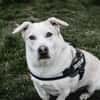 Charly sucht neues Power-Zuhause
