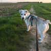 Charly sucht neues Power-Zuhause