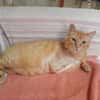 Felicia (FIV) Dreibeinchen sucht Zuhause